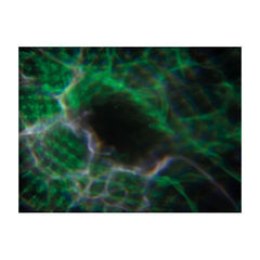 Showtec Dreamwave LED Lighting Effect Hypnos DJ Light Effect Showtec Dreamwave LED Lighting Effect Hypnos DJ Light Effect