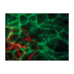 Showtec Dreamwave LED Lighting Effect Hypnos DJ Light Effect Showtec Dreamwave LED Lighting Effect Hypnos DJ Light Effect