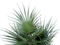 Europalms Fan Palm, Artificial Plant, 55cm