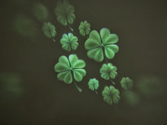 Projecteur de logo de fête Eurolite Led Ip Lp-4