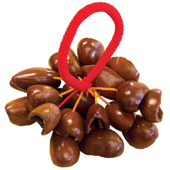 Pp Nut Shell Shaker