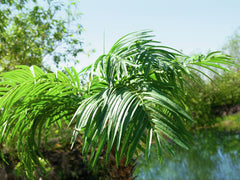 Europalms Phoenix Palm Tree Luxor Artificial Plant 150cm *BSTOCK*
