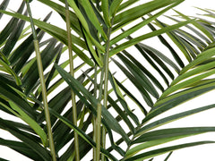 EUROPALMS Palmier Kentia, plante artificielle, 240cm