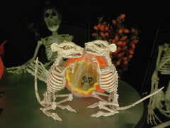 Rat squelette d'Halloween Europalms, 32 x 10 x 16 cm