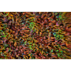 JB SYSTEMS Delusion Multi-effect Background Wall Projector, Based on 100W LED