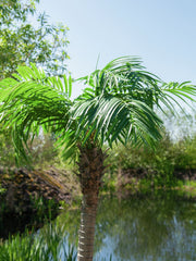 Europalms Phoenix Palm Tree Luxor Artificial Plant 150cm *BSTOCK*