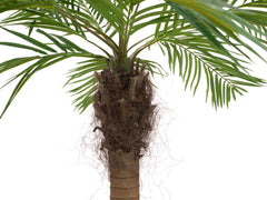 EUROPALMS Phoenix palmier louxor courbé, plante artificielle, 240cm