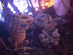 Rat squelette d'Halloween Europalms, 32 x 10 x 16 cm