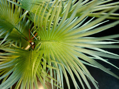 Europalms Fan Palm, Artificial Plant, 55cm